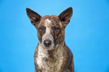 studio shot of a cute dog on an isolated background