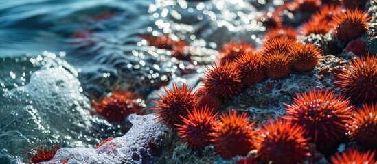 Fototapeta na wymiar Red sea urchins on coral reef at sunrise. Many stunning red sea urchins are washed by waves on the reef.