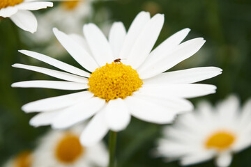 Obraz premium Daisy and a bug
