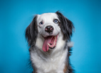 studio shot of a cute dog on an isolated background - 704097375