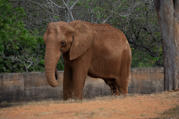 African elephant isolated in selective focus. Big five