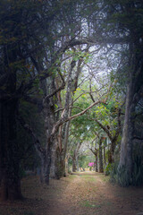 Beautiful relaxing idyllic landscape, path amidst tropical shady forest