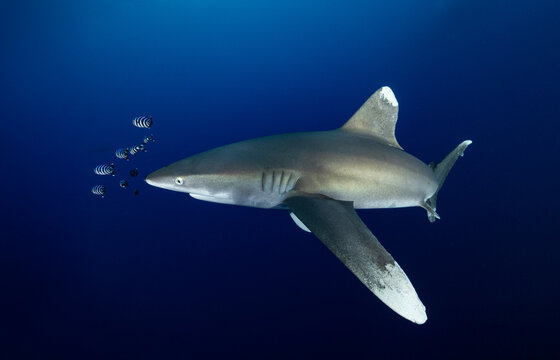 Longimanus in the Red Sea