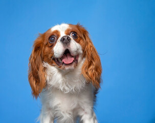 studio shot of a cute dog on an isolated background - 704098174