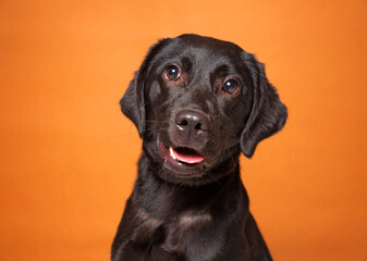 studio shot of a cute dog on an isolated background - 704098521