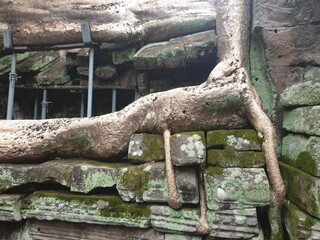 Obraz premium Funky Tree on Temple