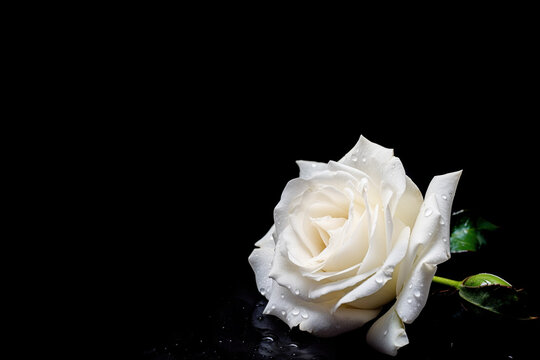White Rose with Droplets Isolated on Black Background Copy Space