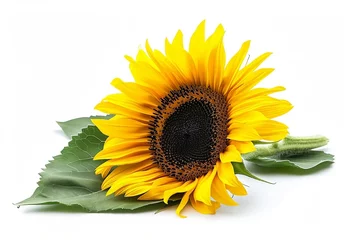 Gardinen sunflower isolated on white background © Roland