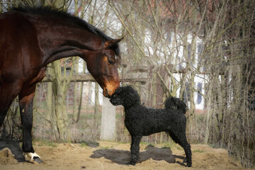 Pferd und Hund begrüßen sich