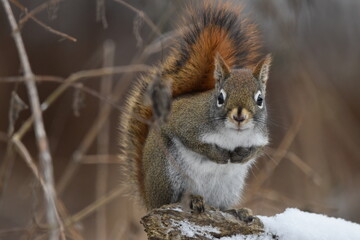 La Plaine 6 Janvier 2024