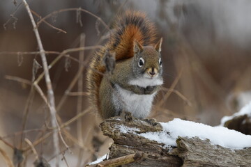 La Plaine 6 Janvier 2024