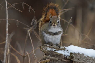 La Plaine 6 Janvier 2024