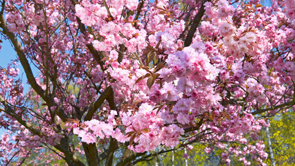 A tree with pink flowers in a park. Sakura in Berlin, Germany.