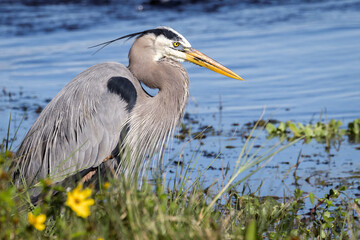 Marshland Majesty: Great Blue Heron Poses Amidst Blooming Yellow Flowers