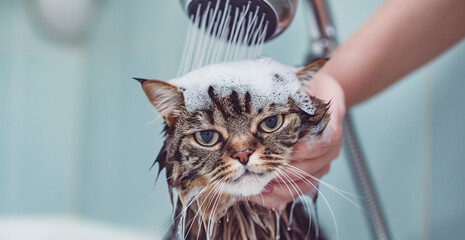 Cat bath. Funny wet cat. Girl washes cat in the bath. Woman shampooing a tabby gray cat in a grooming salon.
