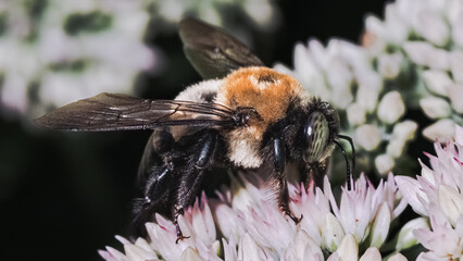 Side profile of a large green-eyed male Eastern Carpenter Bee (Xylocopa virginica) feeding on white...