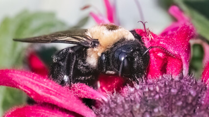 Side profile of a female Eastern Carpenter Bee (Xylocopa virginica) feeding on pink Monarda Bee Balm flowers. Long Island, New York, USA