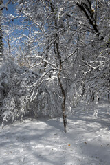 Winter Landscape of South Park in city of Sofia, Bulgaria