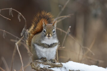 La Plaine 6 Janvier 2024