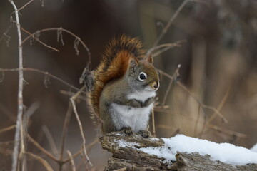 La Plaine 6 Janvier 2024