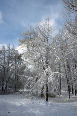 Fototapeta premium Winter Landscape of South Park in city of Sofia, Bulgaria
