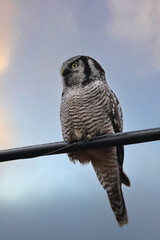 Rare Northern Hawk Owl from the Boreal forest sits perched  on a telephone line 