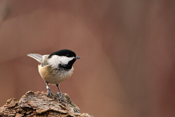 Close up of a Black Capped Chickadee bird perched on a branch with a leg tracking band on its leg