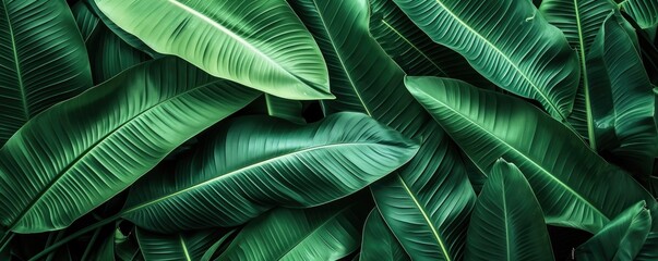 Abstract green leaf texture, nature background, tropical leaf. closeup nature view of green leaf and palms background.