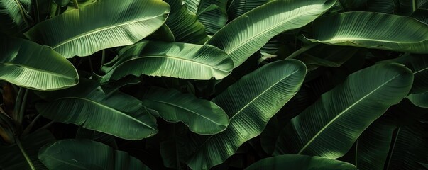 Abstract green leaf texture, nature background, tropical leaf. closeup nature view of green leaf and palms background.