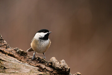 Close up of a Black Capped Chickadee bird perched on a branch with a leg tracking band on its leg