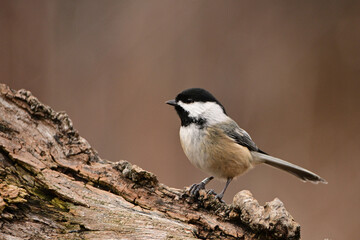 Close up of a Black Capped Chickadee bird perched on a branch with a leg tracking band on its leg