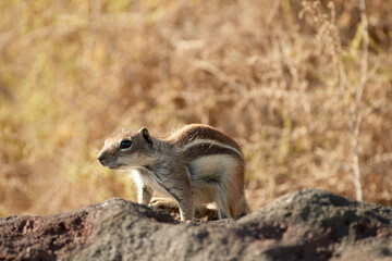 Barbary ground squirrel, Atlantoxerus getulus, small rodent in native environment of rocky desert of Fuerteventura, Canary islands.