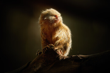 Eastern Pygmy Marmoset, Cebuella niveiventris. Very small New World monkey, fnative to Amazon Rainforest, isolated on black background, lit by sun rays, artistic processing.