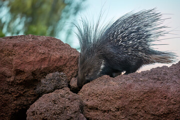 North African wildlife: North African Crested Porcupine, Hystrix Cristata, nocturnal animal with entire body covered with  spines. Porcupine on a rock against sky in background, daytime, North Africa.