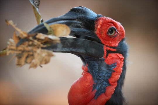 African Birds Theme: Very detailed Portrait of a Southern Ground Hornbill, Bucorvus leadbeateri, carrying a layer of leaves in its beak. Vivid red patches on the face and throat. Red and black.