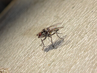 Rain fly (Anthomyia pluvialis), male resting on the trunk of a plane tree