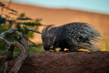 North African wildlife: North African Crested Porcupine, Hystrix Cristata, nocturnal animal with entire body covered with  spines. Porcupine on a day, on rock against orange dune in background. 