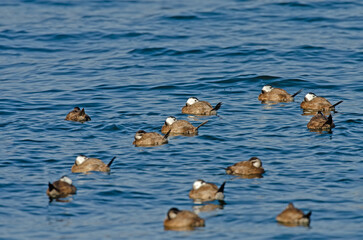A group of White-headed Ducks (Oxyura leucocephala) sleeping in Lake Burdur.