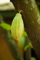 ripe cacao pod hanging on the tree in cacoa plantation