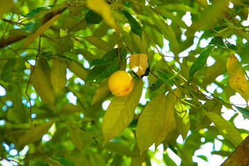 Nutmeg hanging on a Nutmeg Tree