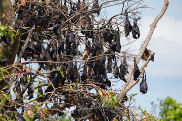 close-up hanging Mariana fruit bat (Pteropus mariannus)