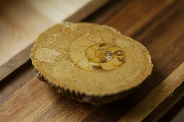 Piece of natural ammonite on the wooden background 