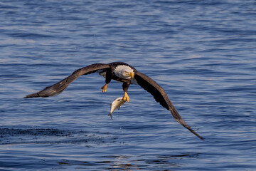 Bald Eagle With Fish Catch On the Mississippi