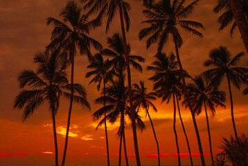 Dramatic red sky Sunset with silhuettes palm