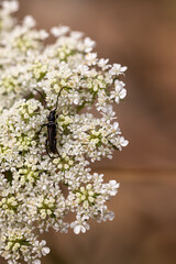 Captura la belleza intrincada de un escarabajo mientras descansa delicadamente sobre un vibrante ramo de flores. Explora la armonía entre el insecto y la flor en esta composición exquisita.