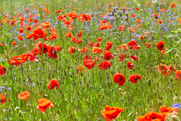 Colorful flower meadow with poppies, cornflowers and many other flowers.