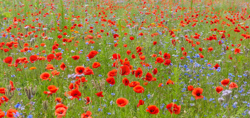 Colorful flower meadow with poppies, cornflowers and many other flowers.