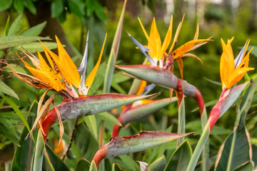 Bird of paradise flower, Canary Islands, Spain.