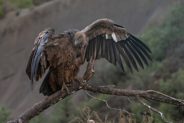 Jornada de Buitres y otras aves
