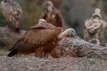 Jornada de Buitres y otras aves